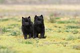 SCHIPPERKE 193